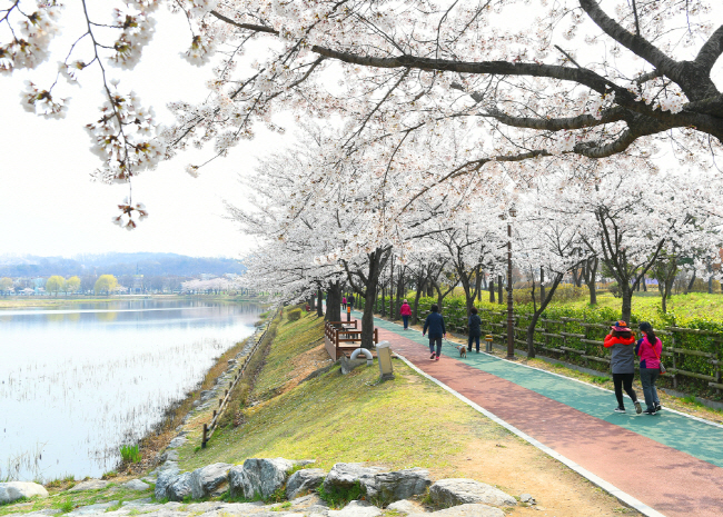 벚꽃 흩날리는 안산시...'올해는 사진으로 즐겨요'0